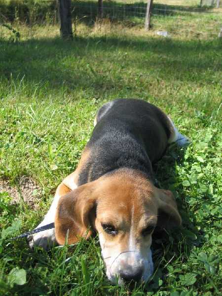 Happy Du domaine de la villatelle