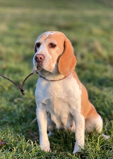 Stella Du domaine de la villatelle