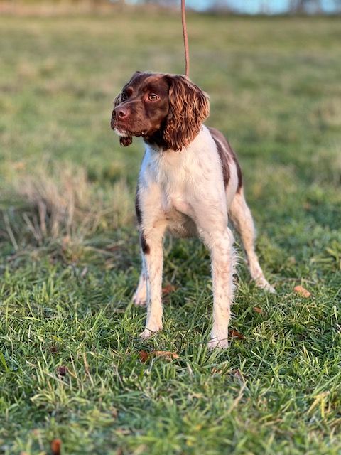 Pandora Du domaine de la villatelle