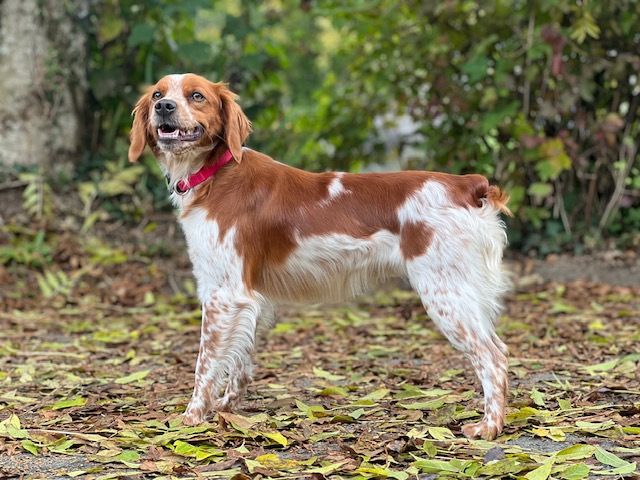 Utah Du domaine de la villatelle