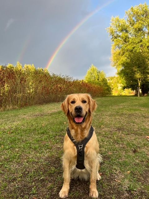 Tesla Du domaine de la villatelle