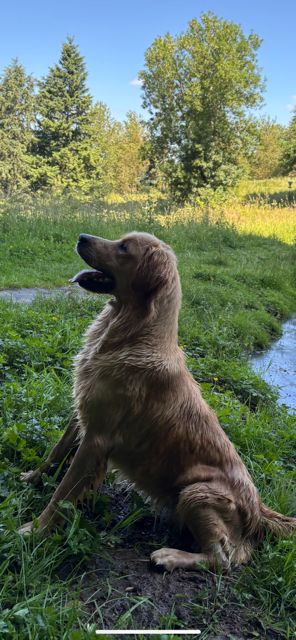 Ultimate Du domaine de la villatelle