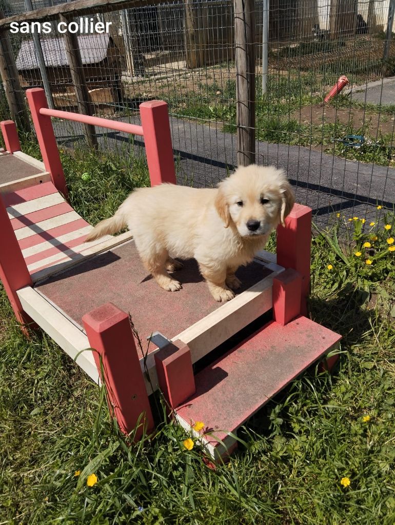 Du domaine de la villatelle - Chiots disponibles - Golden Retriever