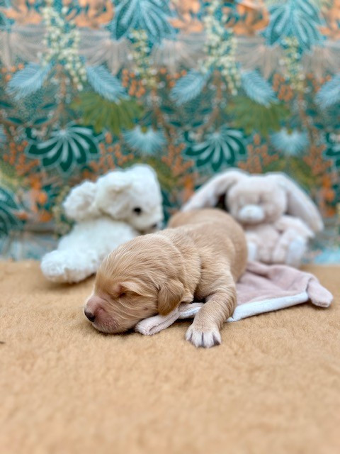 Du domaine de la villatelle - Chiots disponibles - Golden Retriever