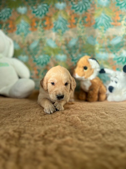 Du domaine de la villatelle - Chiots disponibles - Golden Retriever