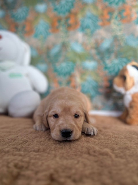 Du domaine de la villatelle - Chiots disponibles - Golden Retriever