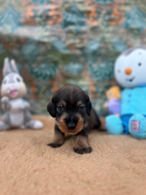 Du domaine de la villatelle - Chiots disponibles - Teckel poil dur