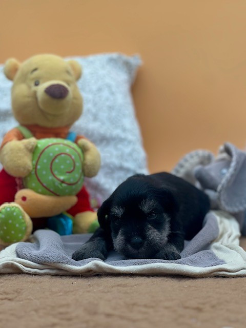 Du domaine de la villatelle - Chiots disponibles - Schnauzer miniature