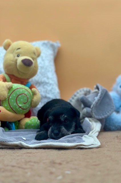 Du domaine de la villatelle - Chiots disponibles - Schnauzer miniature