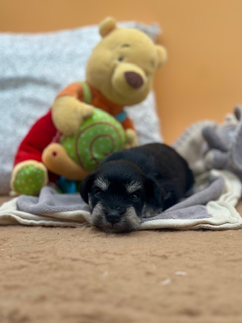 Du domaine de la villatelle - Chiots disponibles - Schnauzer miniature