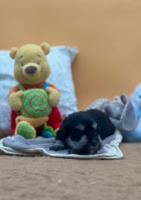 Du domaine de la villatelle - Chiots disponibles - Schnauzer miniature