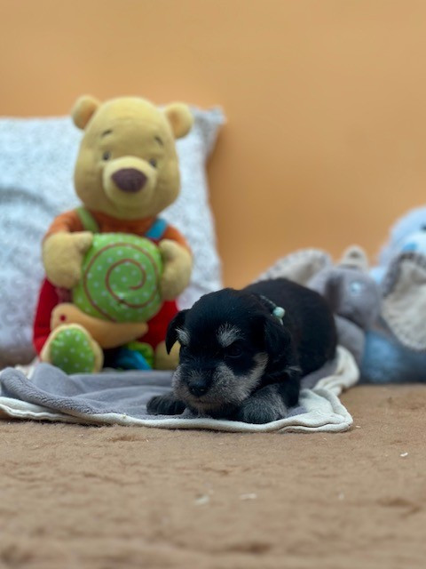 Du domaine de la villatelle - Chiots disponibles - Schnauzer miniature