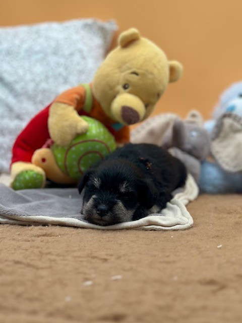 Du domaine de la villatelle - Chiots disponibles - Schnauzer miniature