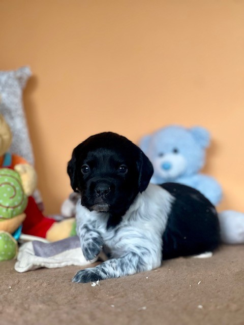 Du domaine de la villatelle - Chiots disponibles - Epagneul Breton