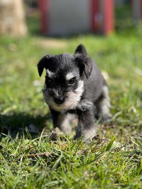Du domaine de la villatelle - Chiots disponibles - Schnauzer miniature