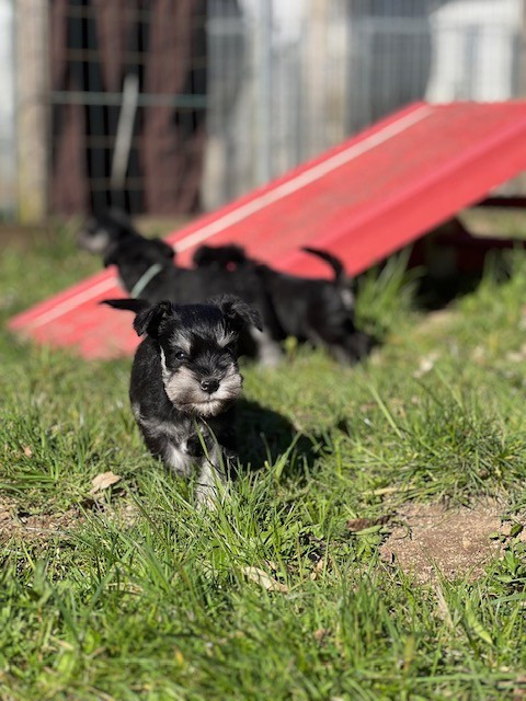 Du domaine de la villatelle - Chiots disponibles - Schnauzer miniature