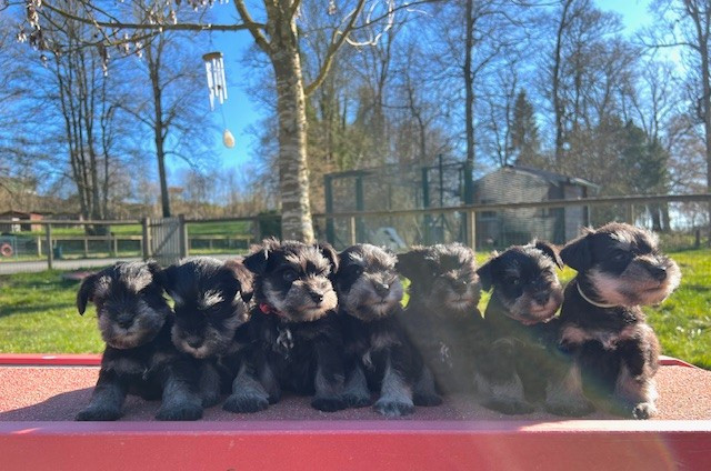 Du domaine de la villatelle - Schnauzer miniature - Portée née le 09/02/2026