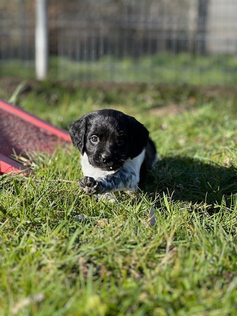 Du domaine de la villatelle - Epagneul Breton - Portée née le 08/02/2026