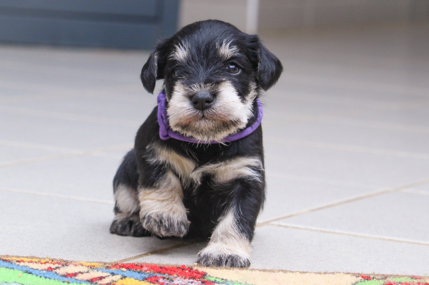 Du domaine de la villatelle - Chiots disponibles - Schnauzer miniature
