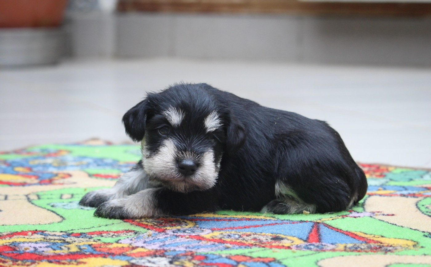 Du domaine de la villatelle - Chiots disponibles - Schnauzer miniature