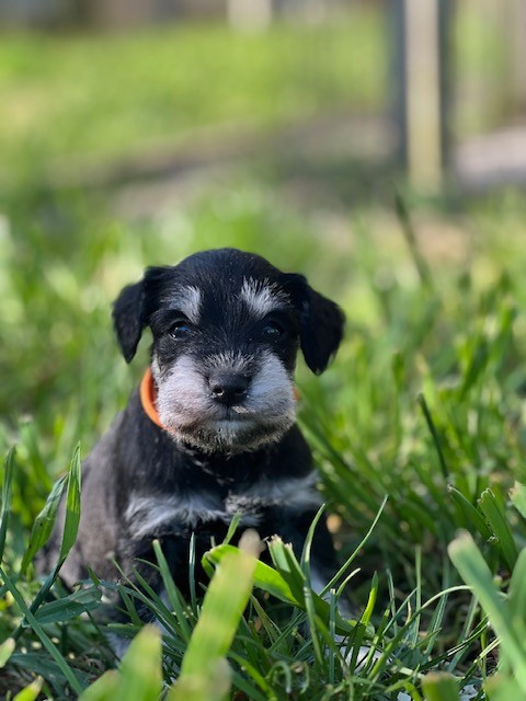Du domaine de la villatelle - Chiots disponibles - Schnauzer miniature