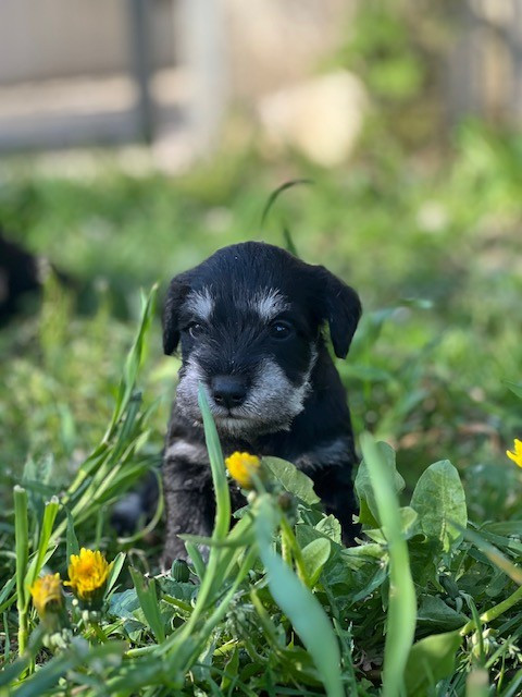 Du domaine de la villatelle - Chiots disponibles - Schnauzer miniature