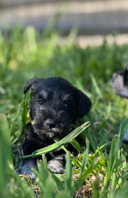 Du domaine de la villatelle - Chiots disponibles - Schnauzer miniature