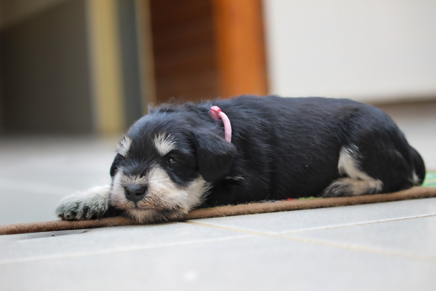Du domaine de la villatelle - Chiots disponibles - Schnauzer miniature