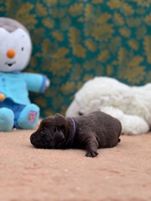 Du domaine de la villatelle - Chiots disponibles - Labrador Retriever