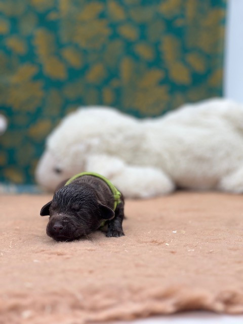 Du domaine de la villatelle - Chiots disponibles - Labrador Retriever