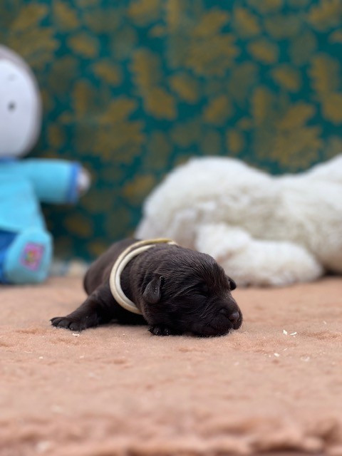 Du domaine de la villatelle - Chiots disponibles - Labrador Retriever