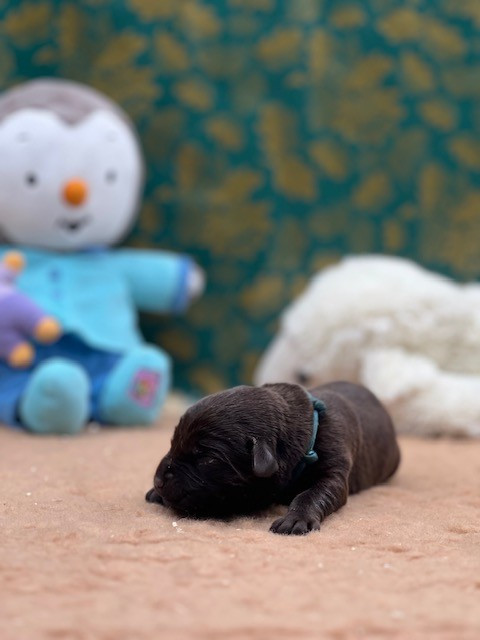 Du domaine de la villatelle - Chiots disponibles - Labrador Retriever