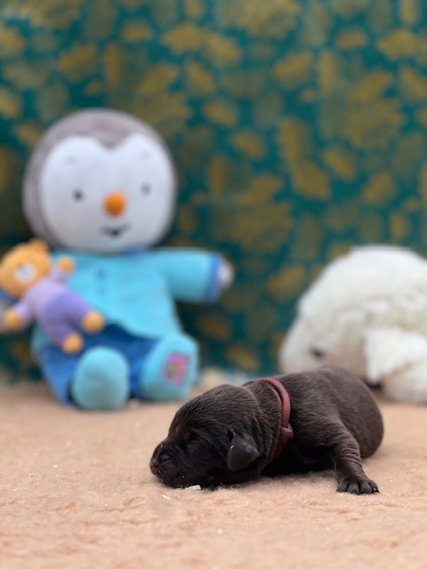 Du domaine de la villatelle - Chiots disponibles - Labrador Retriever