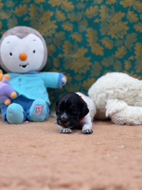Du domaine de la villatelle - Chiots disponibles - Epagneul Breton