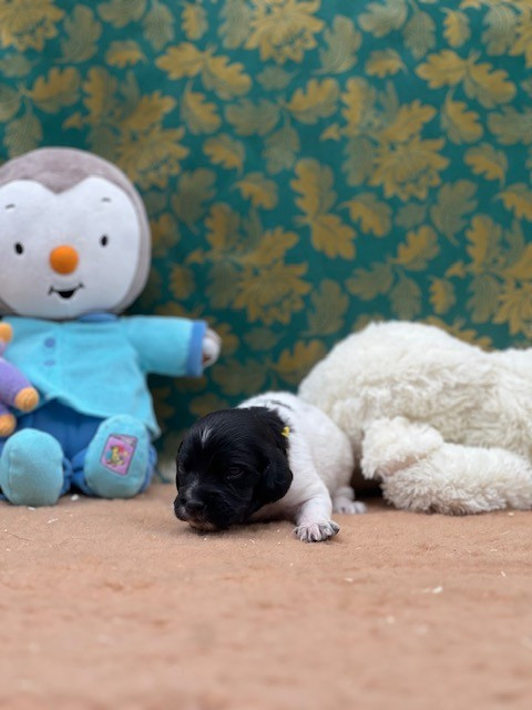 Du domaine de la villatelle - Chiots disponibles - Epagneul Breton