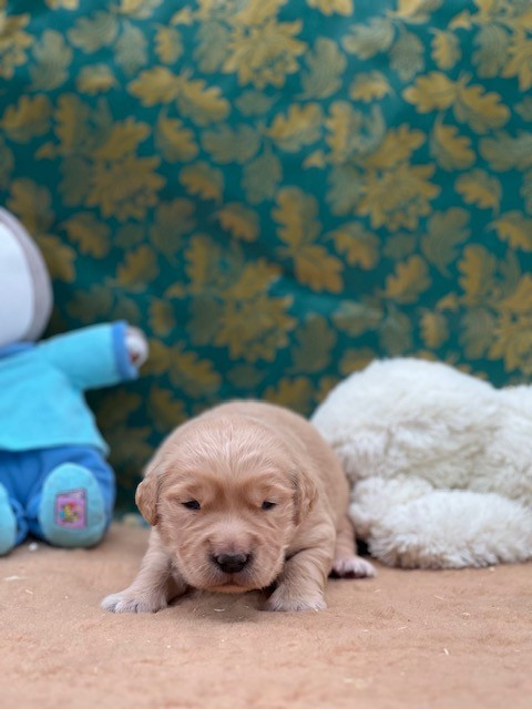 Du domaine de la villatelle - Chiots disponibles - Golden Retriever