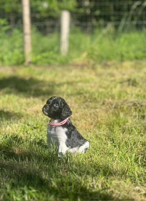 Du domaine de la villatelle - Chiots disponibles - Epagneul Breton