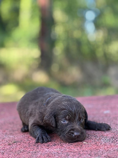 Du domaine de la villatelle - Chiots disponibles - Labrador Retriever