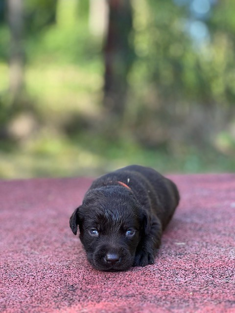 Du domaine de la villatelle - Chiots disponibles - Labrador Retriever