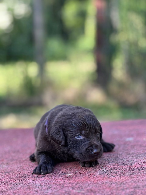 Du domaine de la villatelle - Chiots disponibles - Labrador Retriever