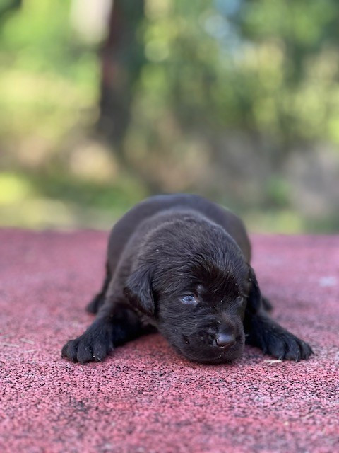 Du domaine de la villatelle - Chiots disponibles - Labrador Retriever