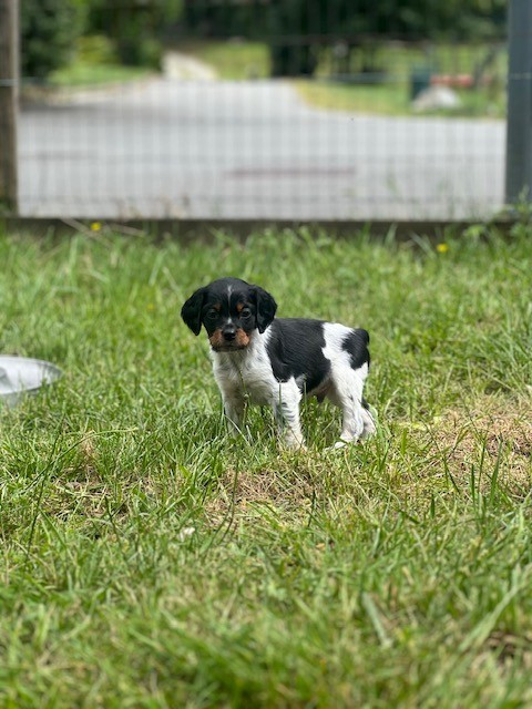 Du domaine de la villatelle - Chiots disponibles - Epagneul Breton