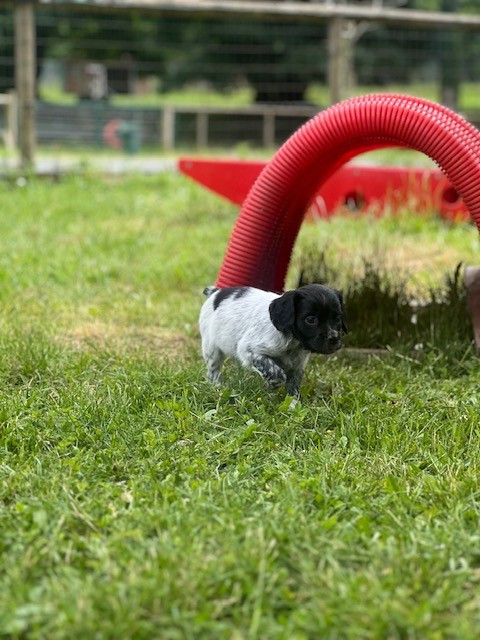 Du domaine de la villatelle - Chiots disponibles - Epagneul Breton