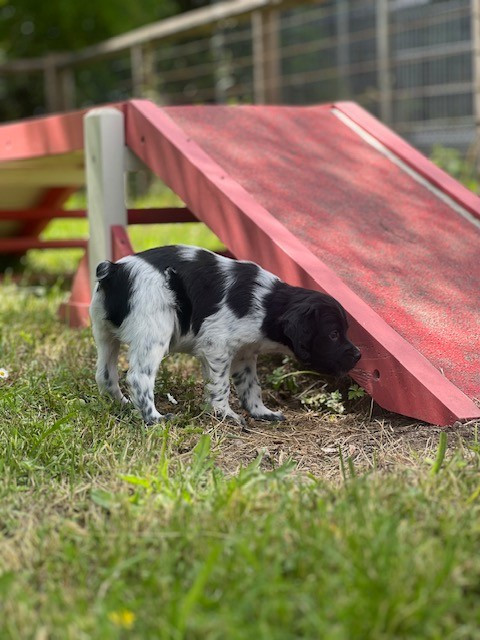 Du domaine de la villatelle - Chiots disponibles - Epagneul Breton