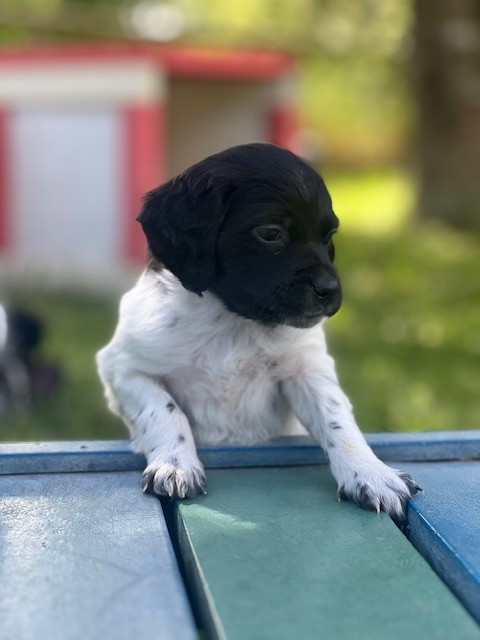 Du domaine de la villatelle - Chiots disponibles - Epagneul Breton