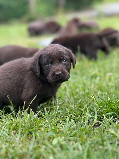 Du domaine de la villatelle - Chiots disponibles - Labrador Retriever