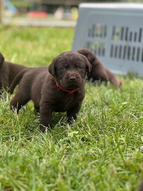 Du domaine de la villatelle - Chiots disponibles - Labrador Retriever
