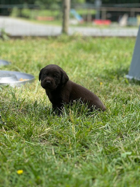 Du domaine de la villatelle - Chiots disponibles - Labrador Retriever
