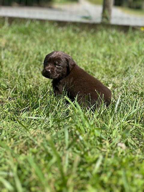 Du domaine de la villatelle - Chiots disponibles - Labrador Retriever