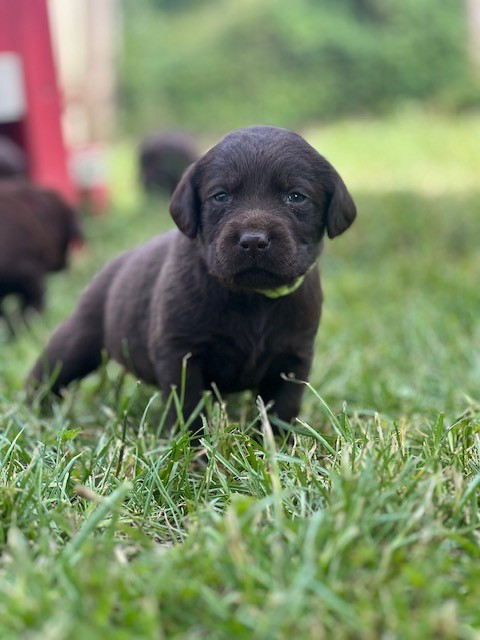 Du domaine de la villatelle - Chiots disponibles - Labrador Retriever
